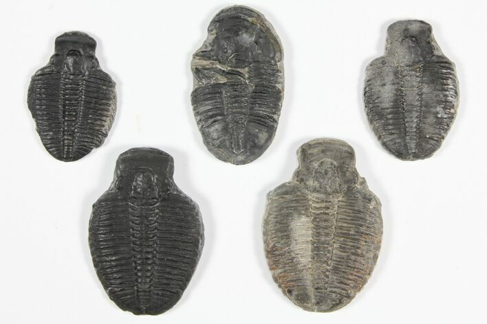 Lot: / Elrathia Trilobite Molt Fossils - Pieces #92142